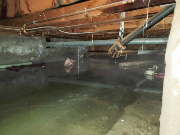 Best Flood restoration services  in Elkton, VA